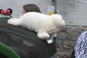 rmu 2020 b rmu 2020 b